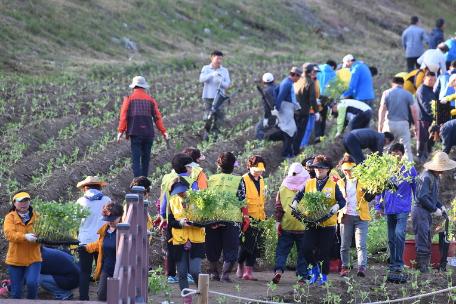 평창백일홍축제 위한 백일홍식재 시작!