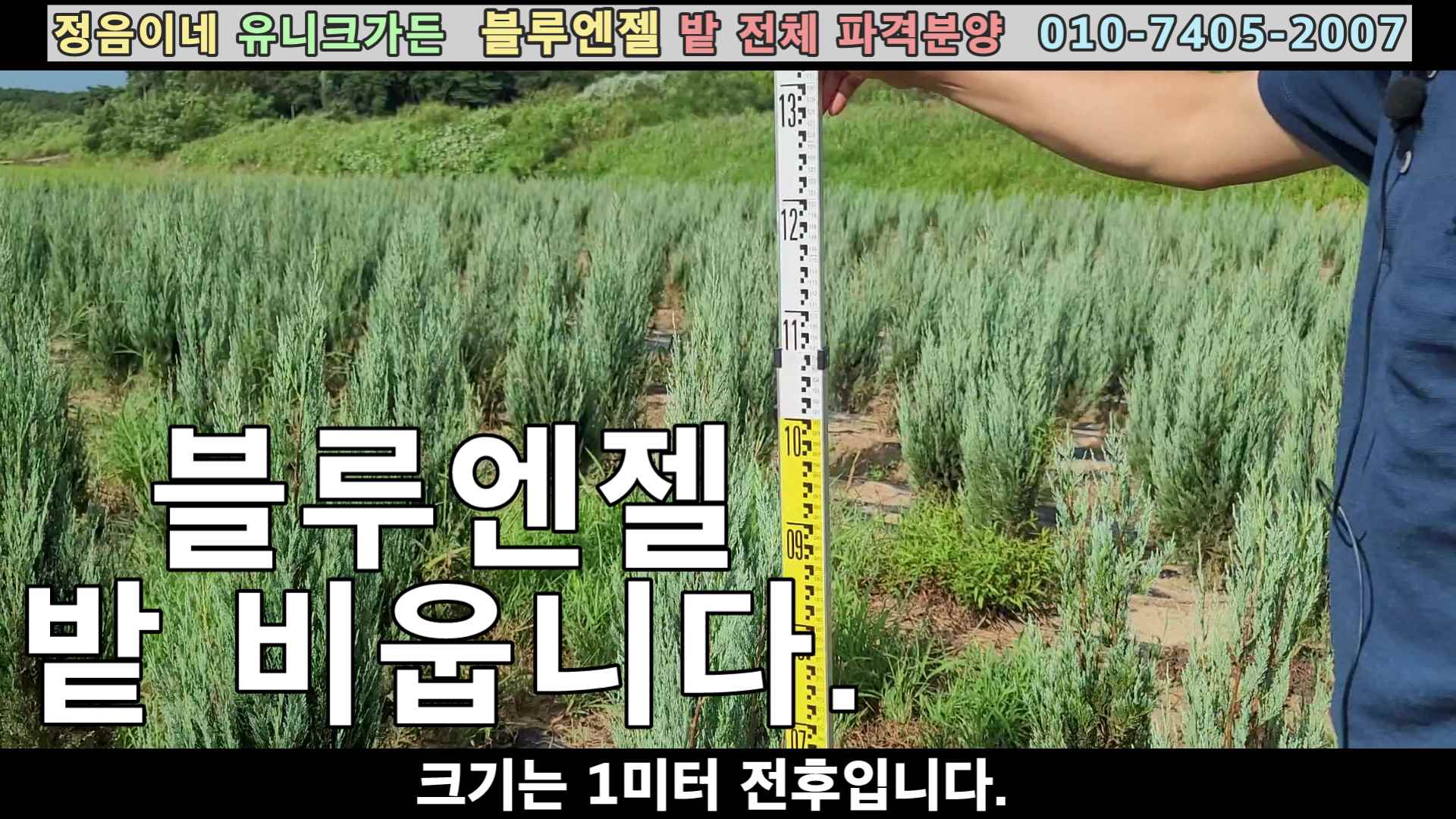 2023 밭 블루엔젤 분양 썸네일.jpg