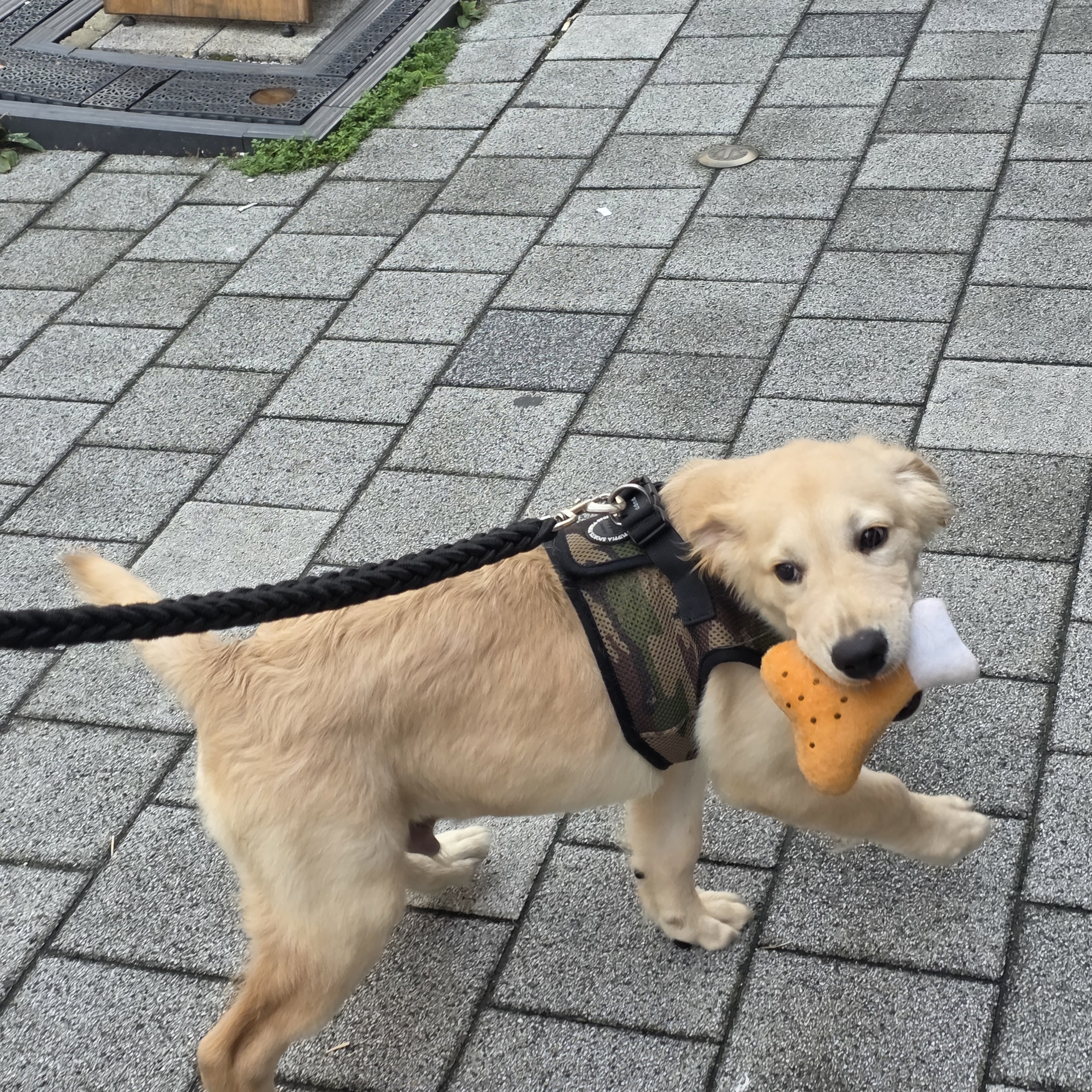 Resized_20250804_132312.jpeg