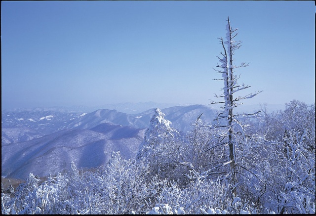 발왕산설경p_39_1.jpg